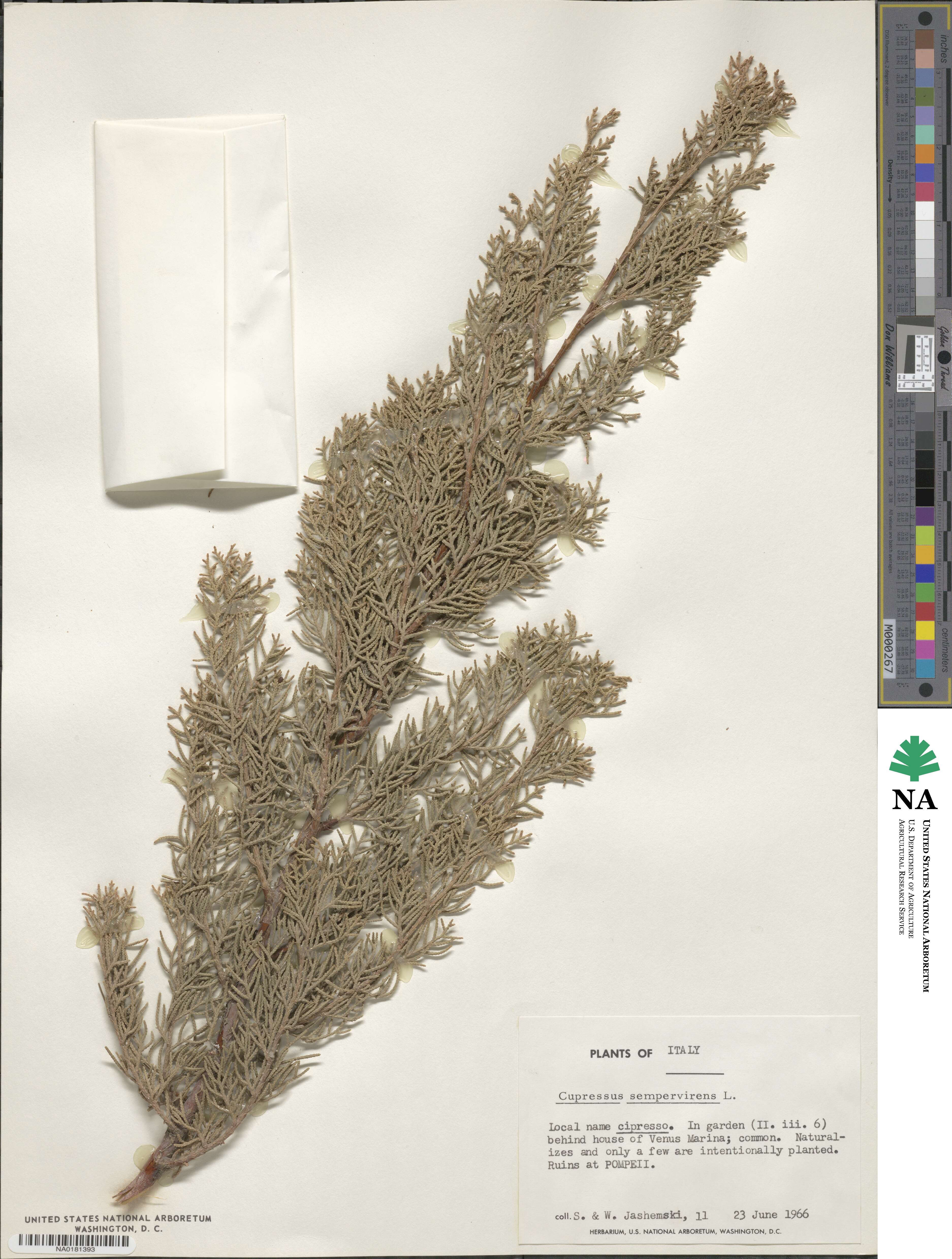 Cupressus sempervirens var. stricta image