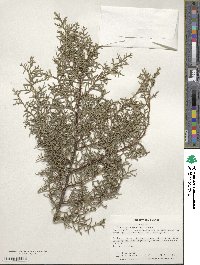 Cupressus arizonica image