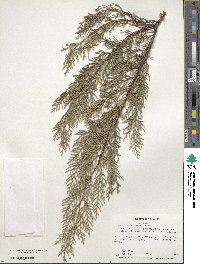 Cupressus arizonica image