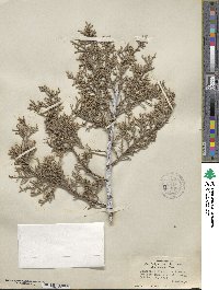 Cupressus arizonica image