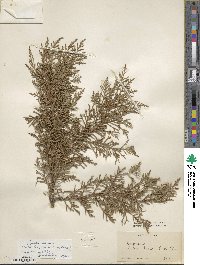 Cupressus arizonica image