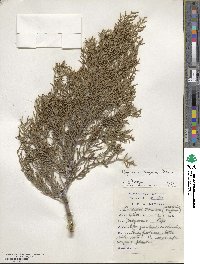 Cupressus arizonica image