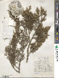 Cupressus arizonica image