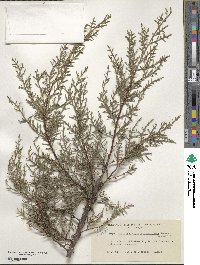 Cupressus arizonica image