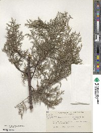 Cupressus arizonica image