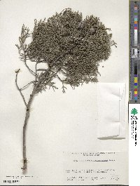 Cupressus arizonica image