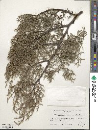 Cupressus arizonica image