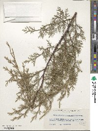 Cupressus arizonica image