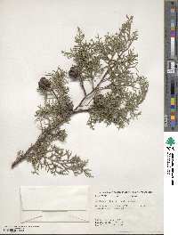 Cupressus arizonica image