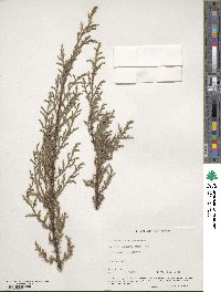 Cupressus arizonica image