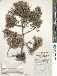 Cupressus arizonica image