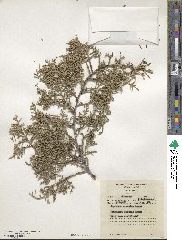 Cupressus arizonica image