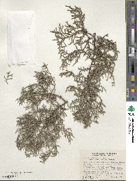 Cupressus arizonica image