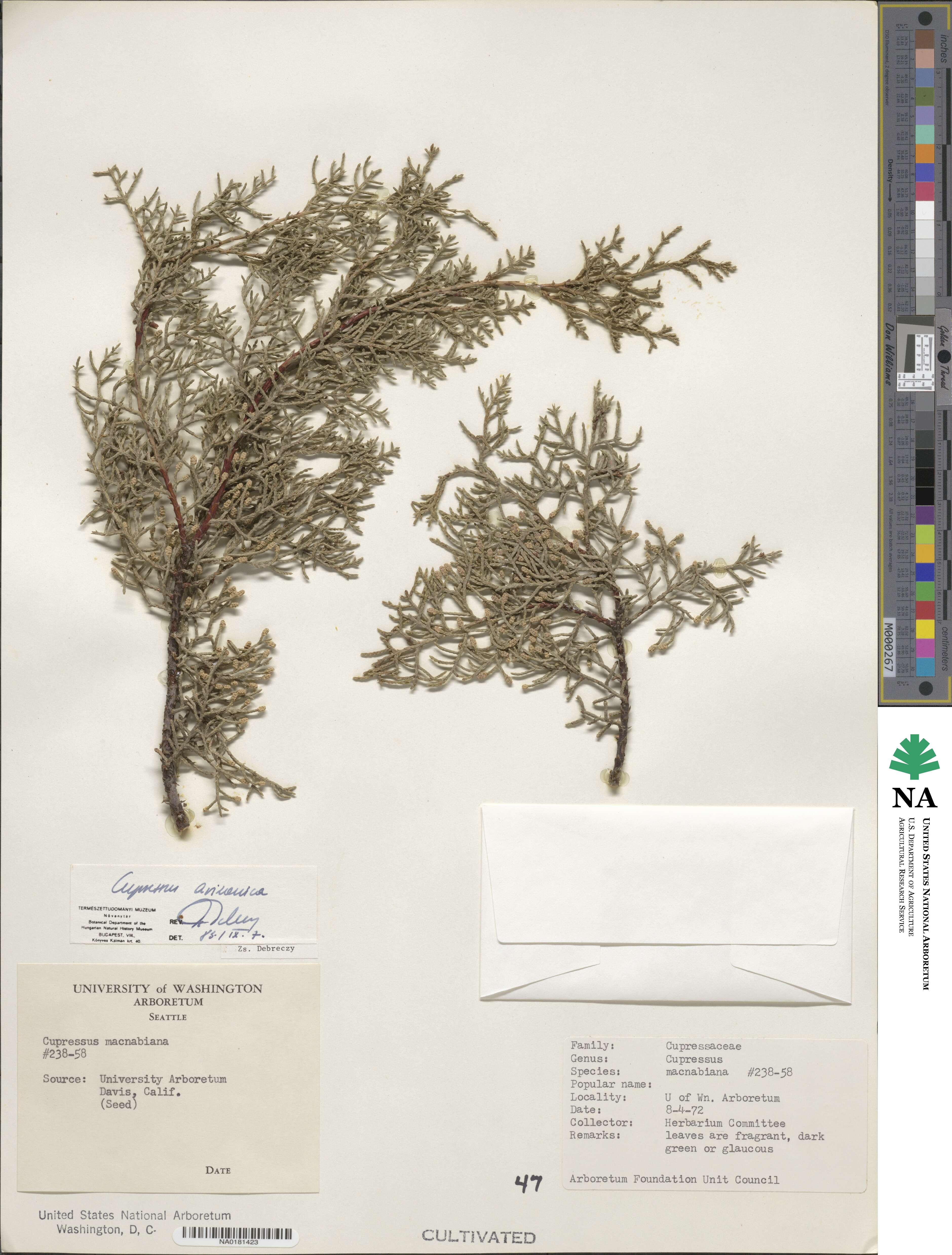 Cupressus arizonica image