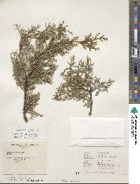 Cupressus arizonica image