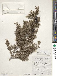 Cupressus arizonica image