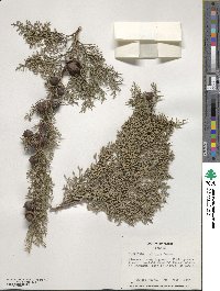 Cupressus arizonica image