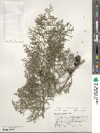 Cupressus arizonica image