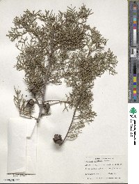 Cupressus arizonica image