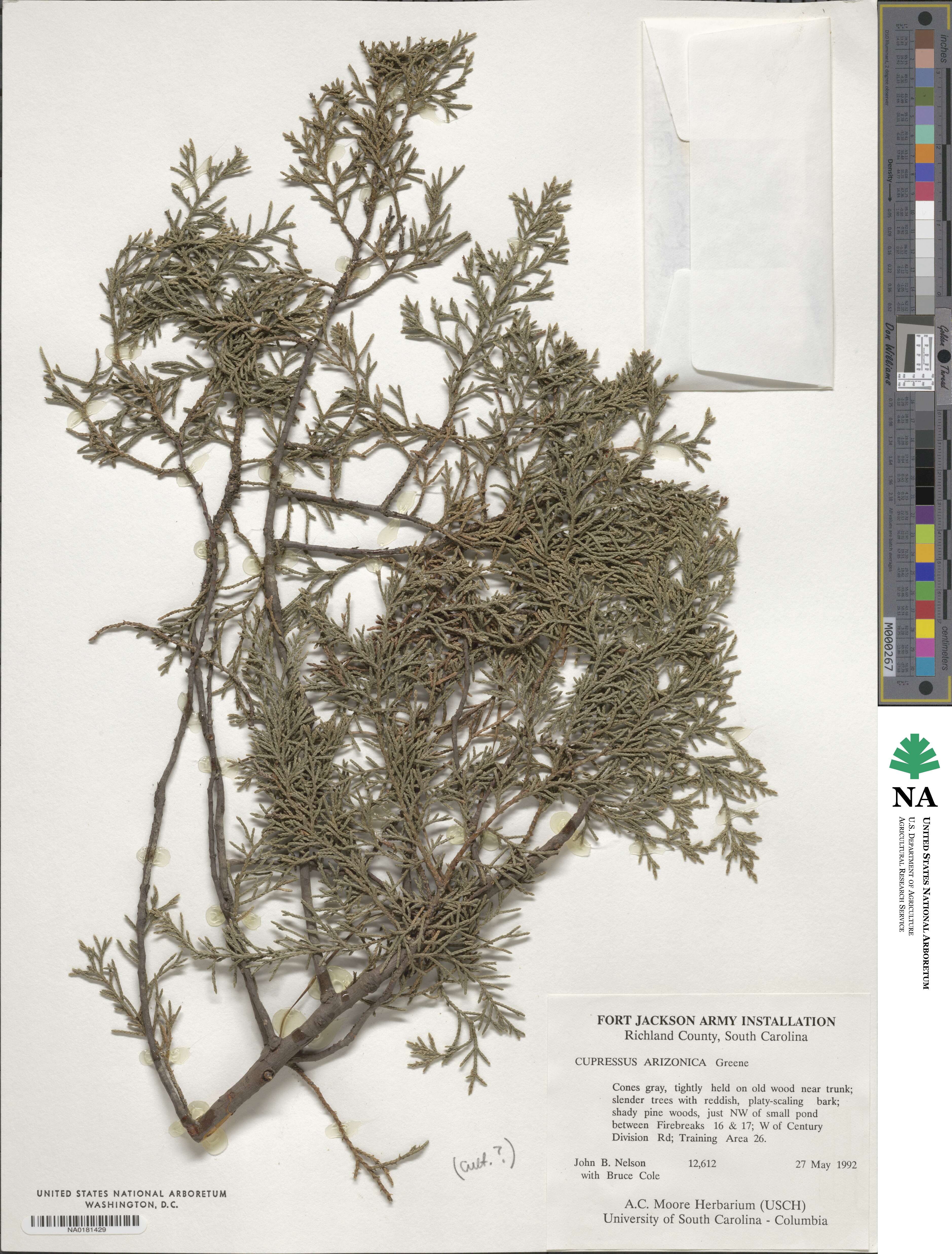 Cupressus arizonica image