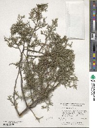 Cupressus arizonica image