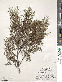 Cupressus arizonica image