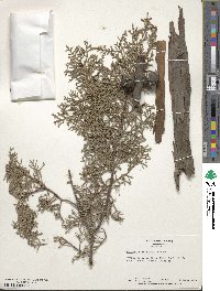 Cupressus arizonica image