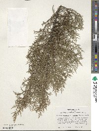 Cupressus arizonica image