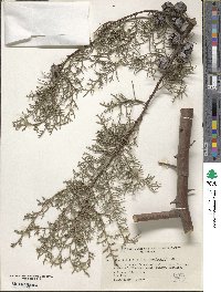 Cupressus lusitanica var. benthamii image