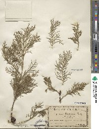 Cupressus lusitanica image