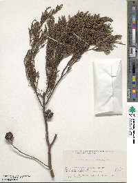 Cupressus lusitanica image