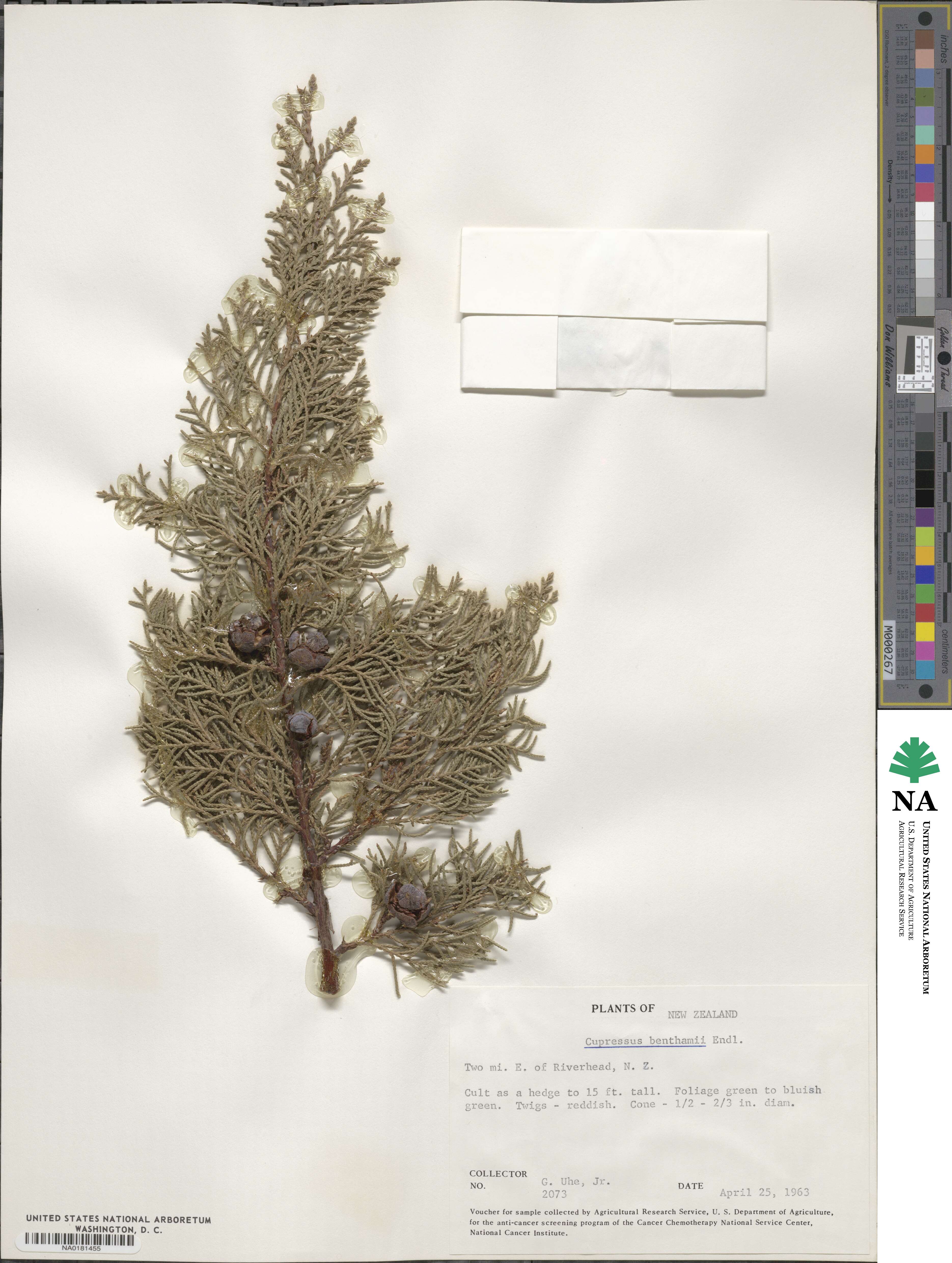 Cupressus lusitanica var. benthamii image