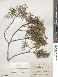 Cupressus lusitanica var. benthamii image