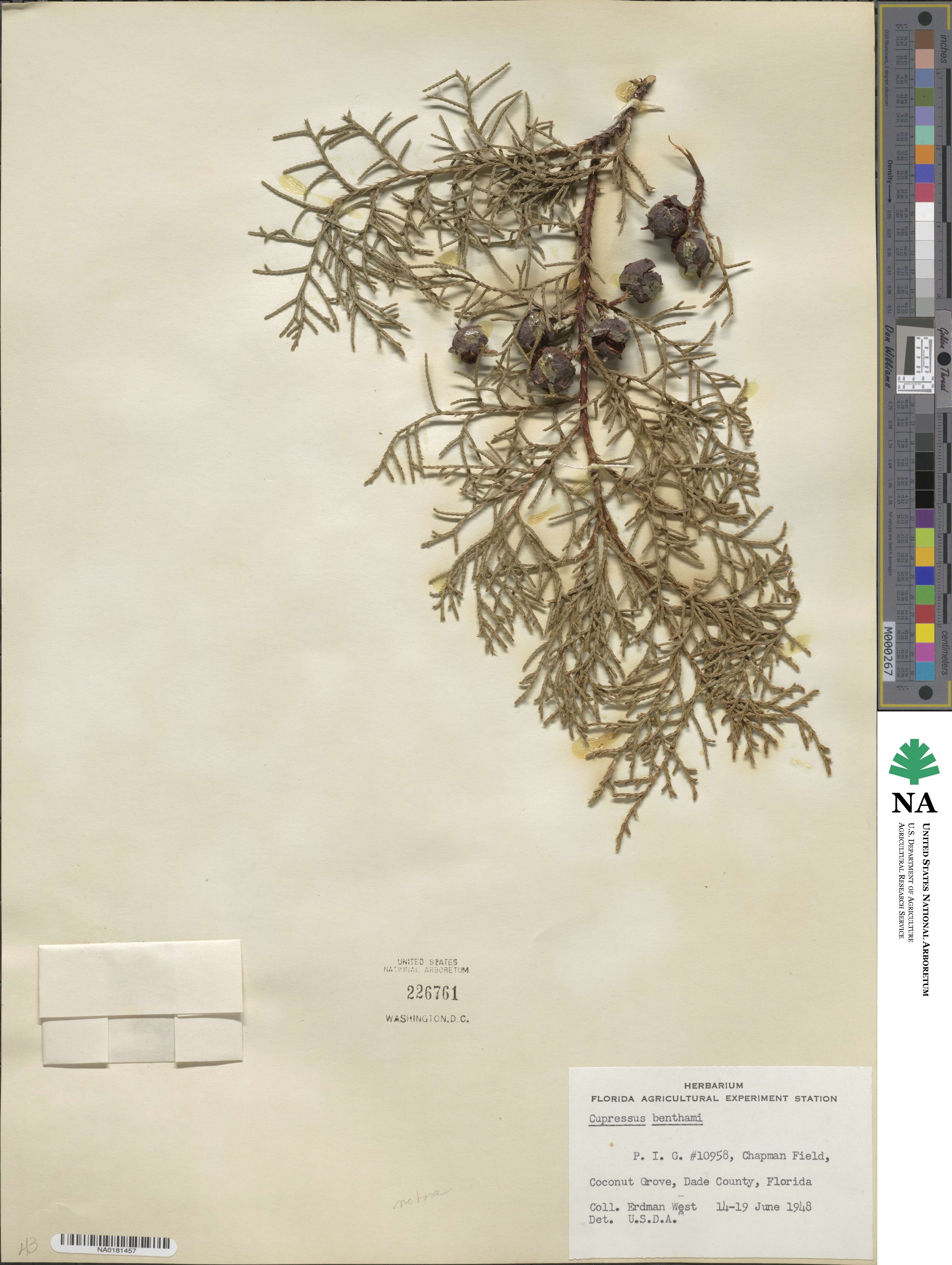 Cupressus lusitanica image