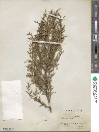 Cupressus lusitanica image