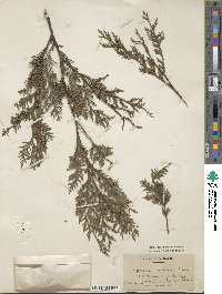 Cupressus lusitanica var. benthamii image