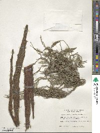 Cupressus cashmeriana image