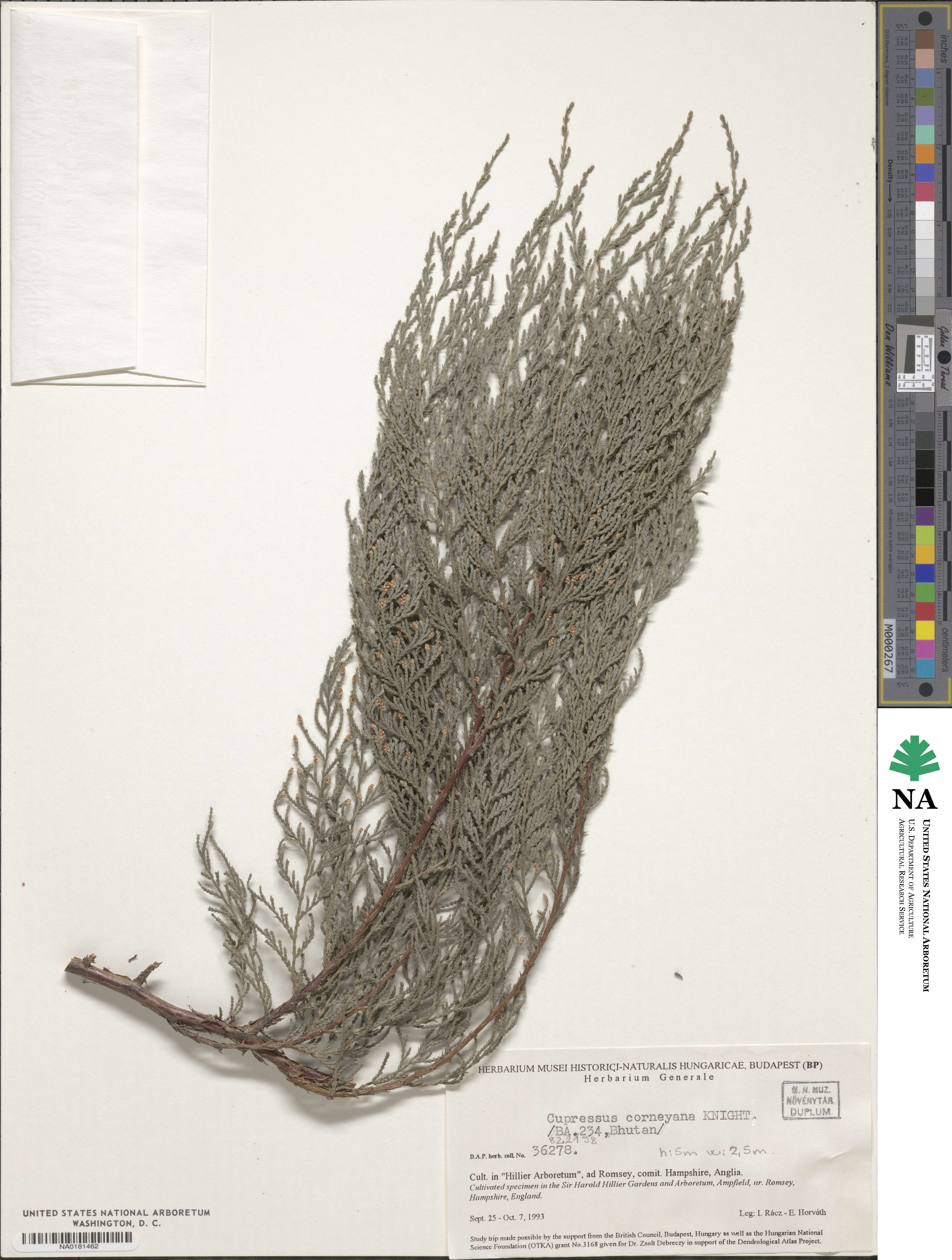 Cupressus corneyana image