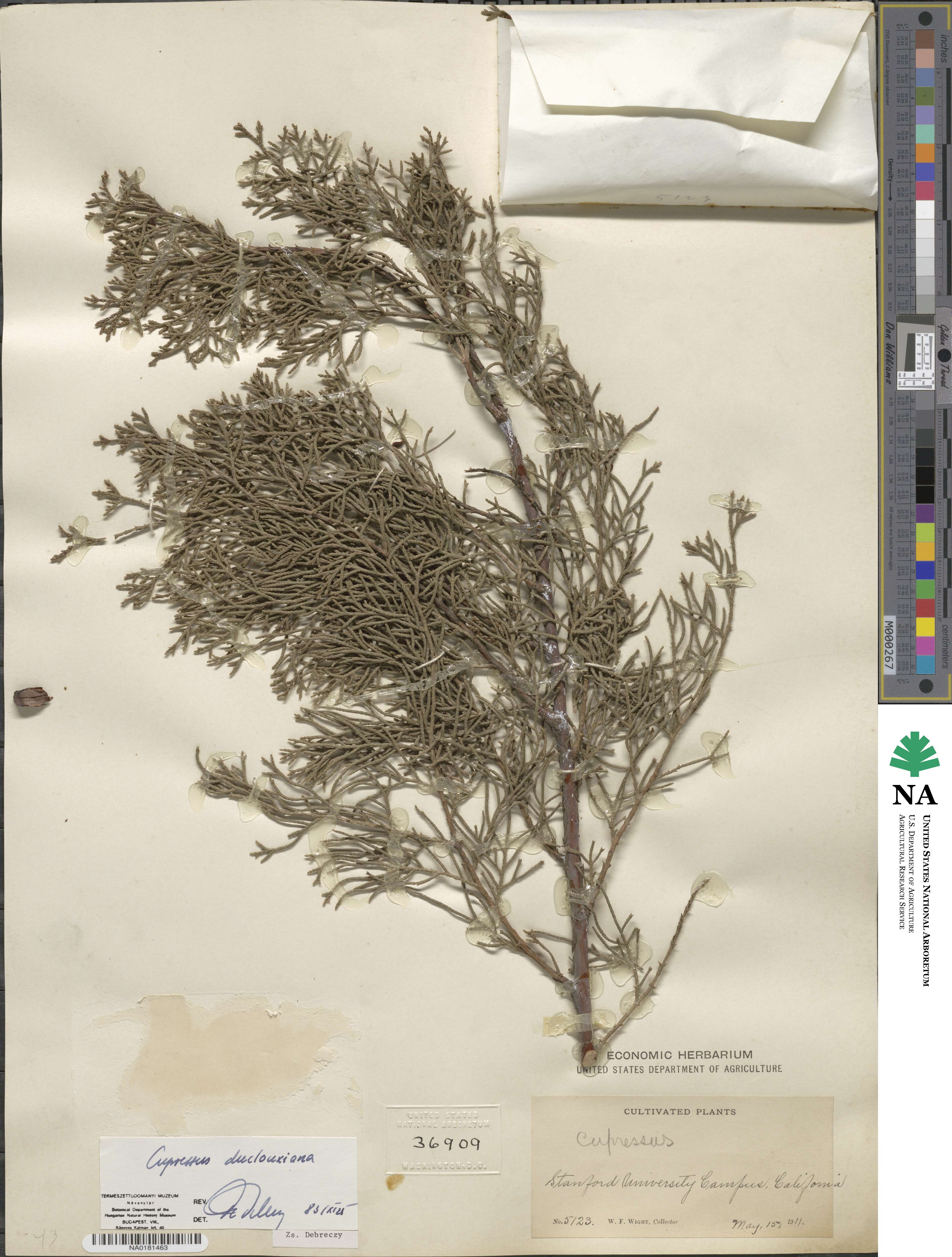 Cupressus duclouxiana image