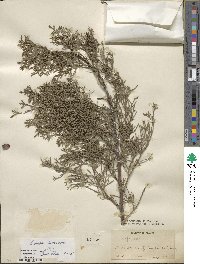 Cupressus duclouxiana image