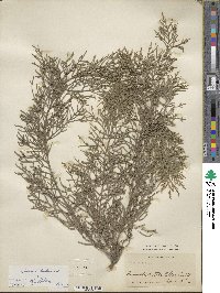 Cupressus duclouxiana image