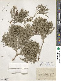 Cupressus duclouxiana image