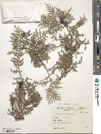 Cupressus funebris image