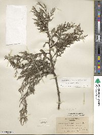 Cupressus funebris image