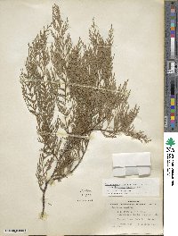 Cupressus funebris image