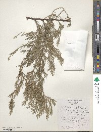 Cupressus funebris image