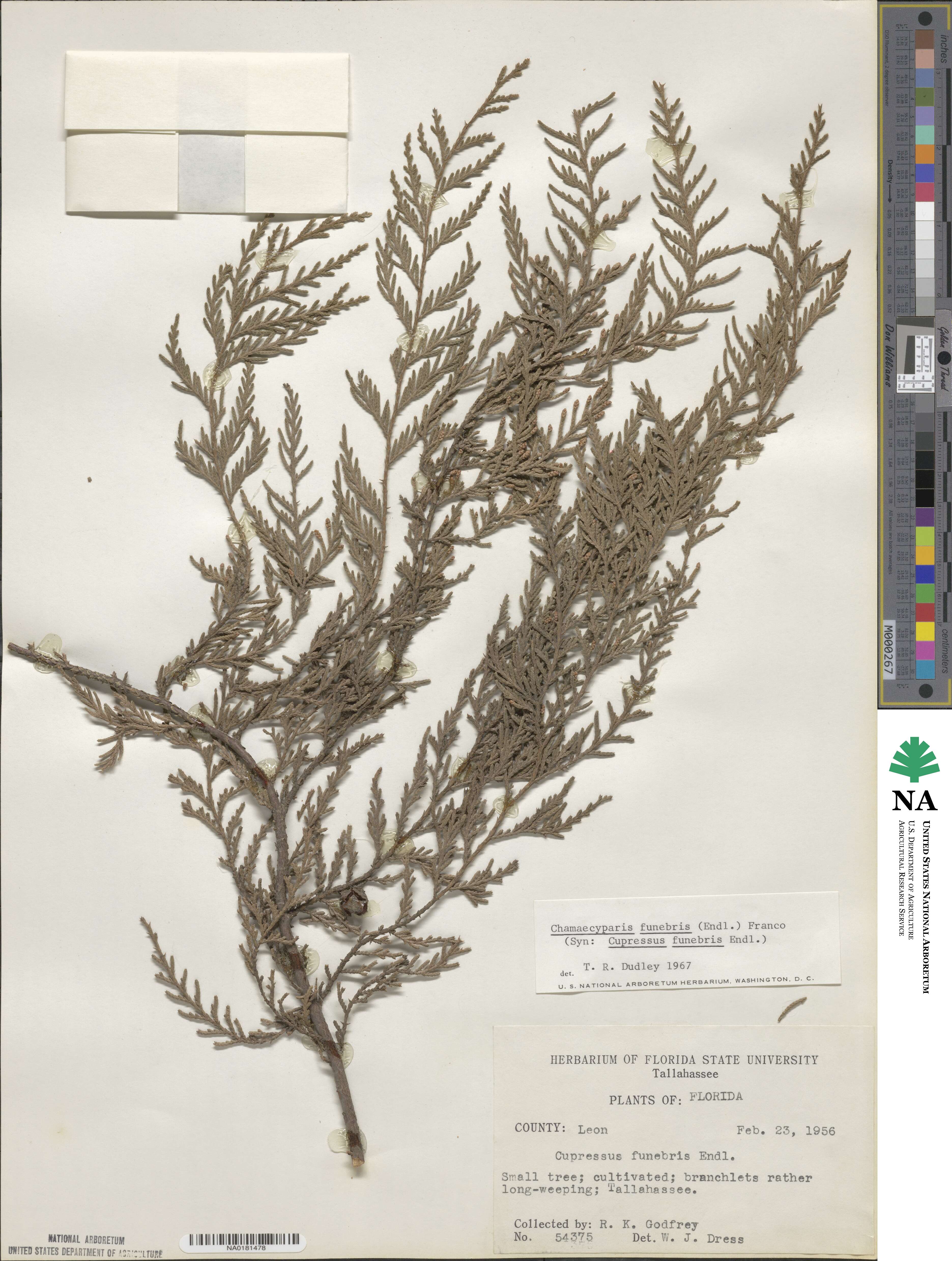 Cupressus funebris image