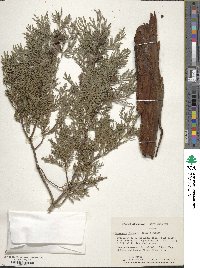 Cupressus funebris image