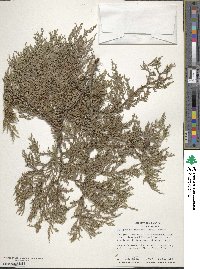 Cupressus funebris image