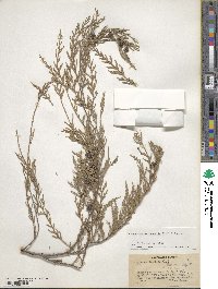 Cupressus funebris image